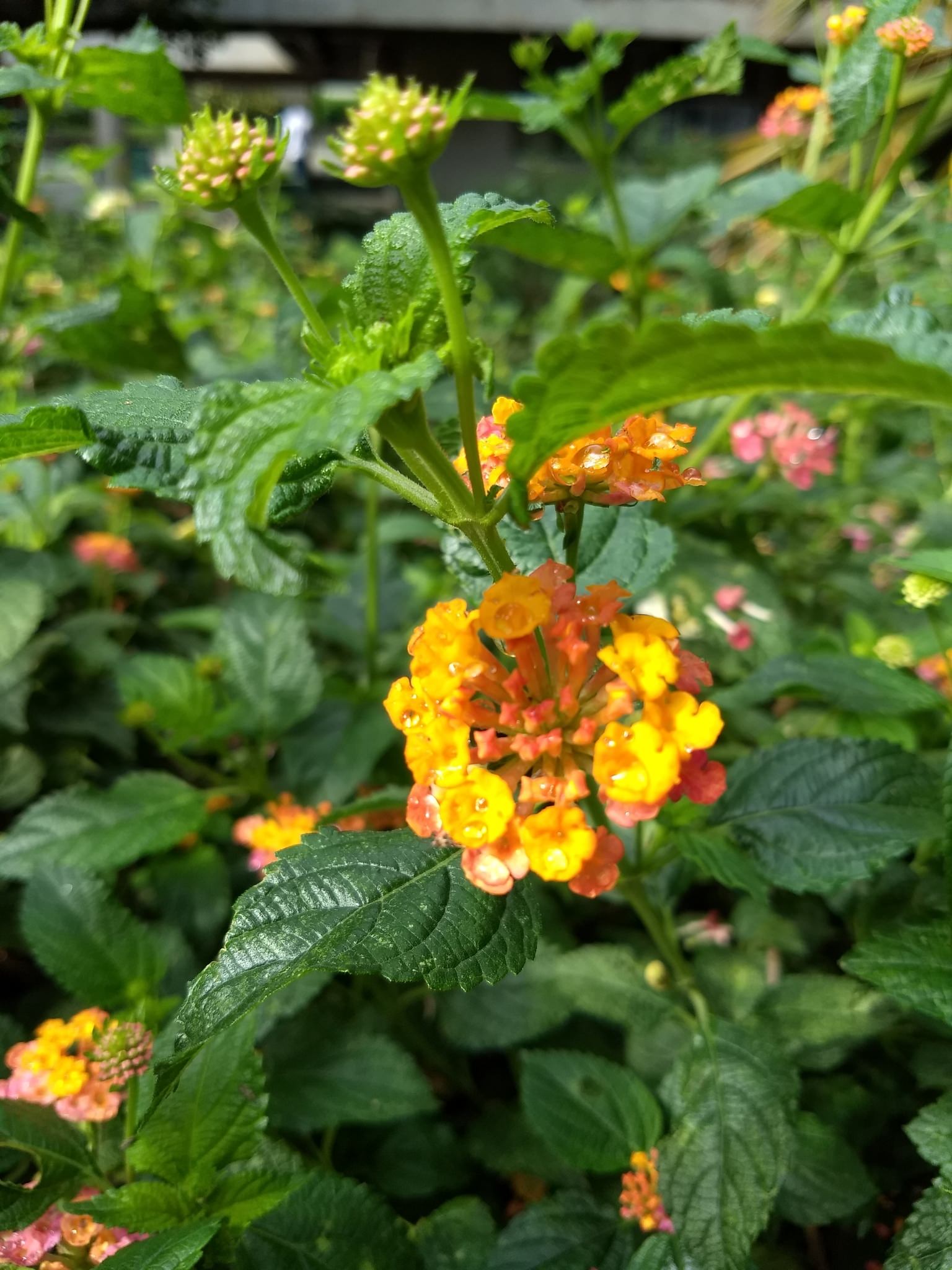 Lantana camara